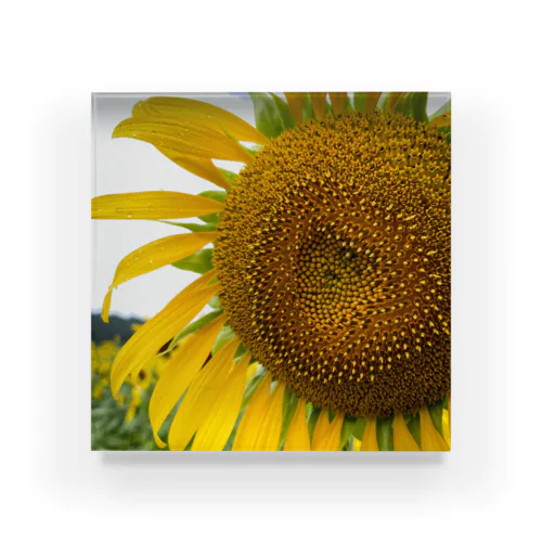 Sunflower  Acrylic Block