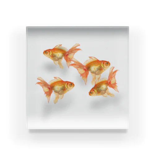 金魚4匹 Acrylic Block