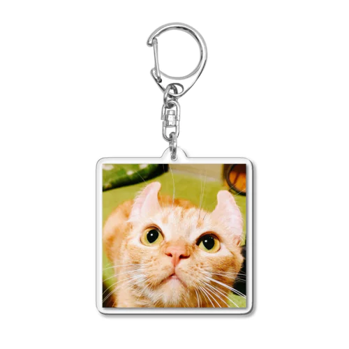 まろんちゃんドアップグッズ Acrylic Key Chain