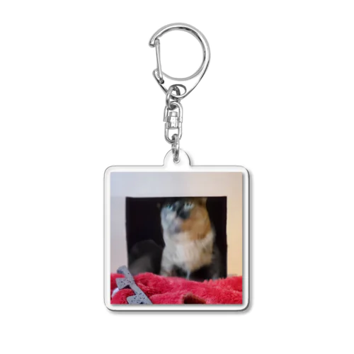 ぶれねこ Acrylic Key Chain