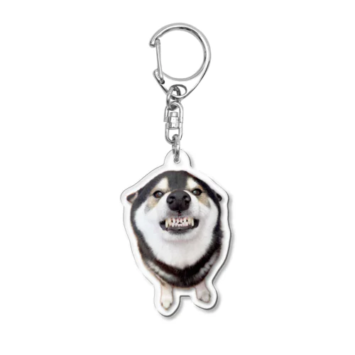 柴犬大河のガルガル・キーホルダー Acrylic Key Chain