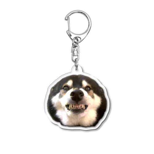 柴犬大河のガルガル・キーホルダー Acrylic Key Chain