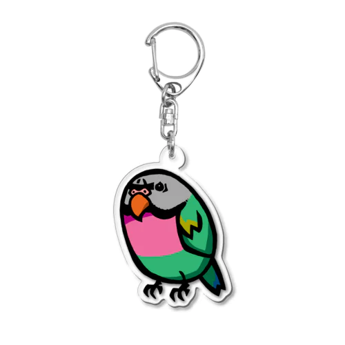 ダルマインコのカゲトラさん（ギョリギョリ） Acrylic Key Chain