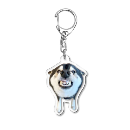 柴犬大河のガルガル・キーホルダー Acrylic Key Chain