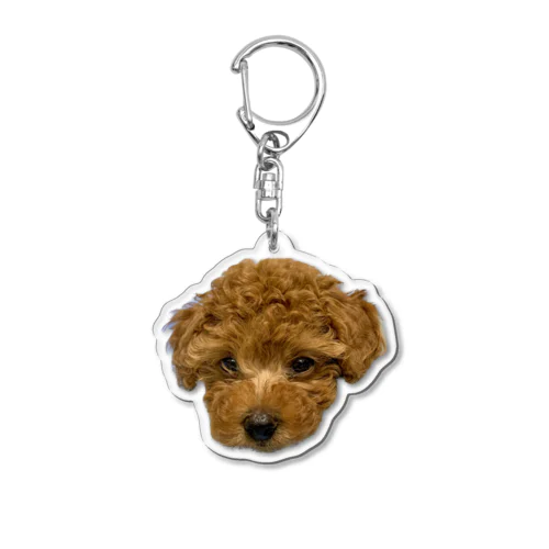 幼犬トイプードル Acrylic Key Chain