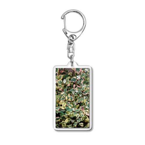 開花中のゴシキドクダミ Acrylic Key Chain