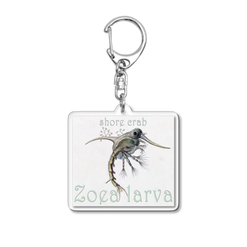shore crab-Zoea larva「イソガニの幼生」 アクリルキーホルダー