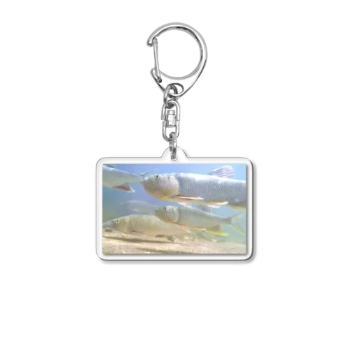 琵琶湖の魚たち~ハスとニゴイ Acrylic Key Chain