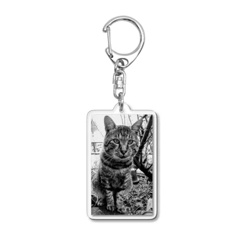 野生的な猫 Acrylic Key Chain