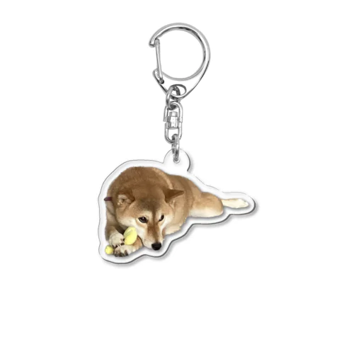 柴犬アクリルキーホルダー Acrylic Key Chain