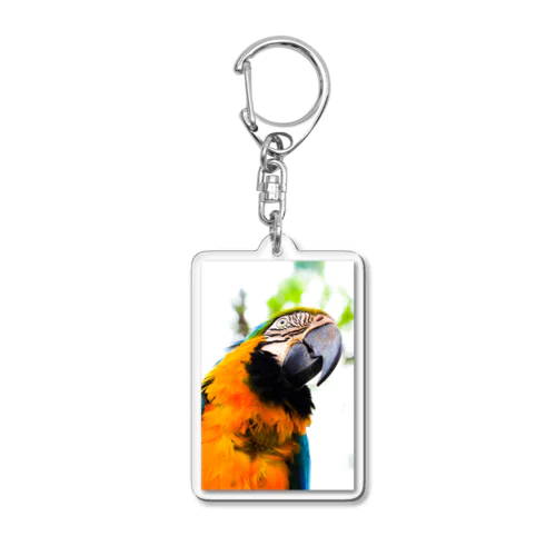 Parrot Acrylic Key Chain