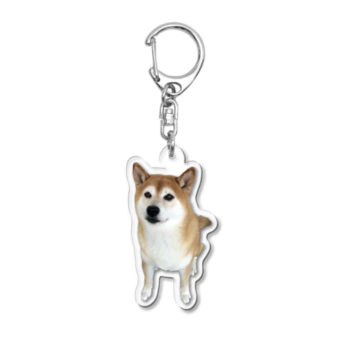うるうるおめ目な柴犬 Acrylic Key Chain