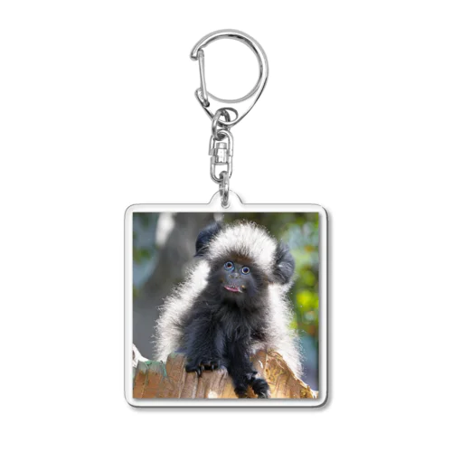 珍しい動物 Acrylic Key Chain