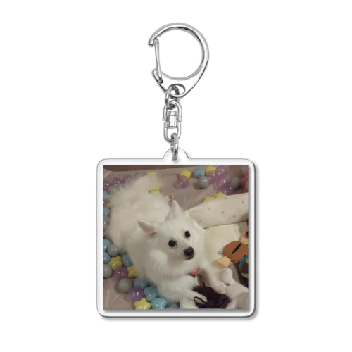 愛犬パールグッズ　Mipa♥日本スピッツ Acrylic Key Chain