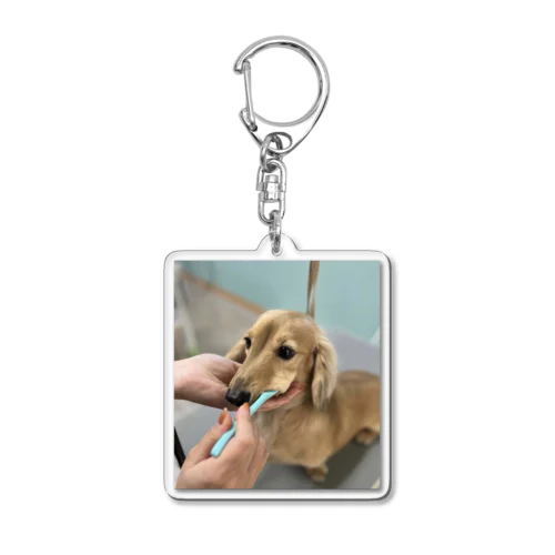 カニンヘンダックスの歯磨き Acrylic Key Chain