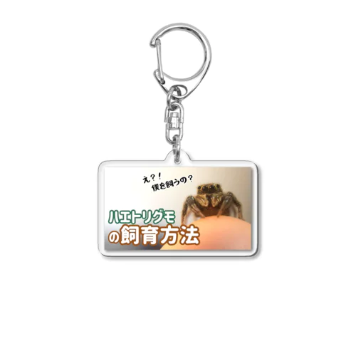 ハエトリグモの飼い方を教えます　〜餌は？寿命は？注意点は？〜 Acrylic Key Chain