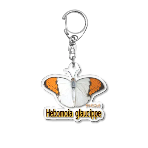 魅惑のツマベニチョウ　Hebomoia glaucippe Acrylic Key Chain