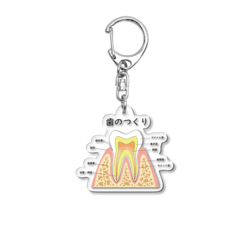 歯のつくり Acrylic Key Chain