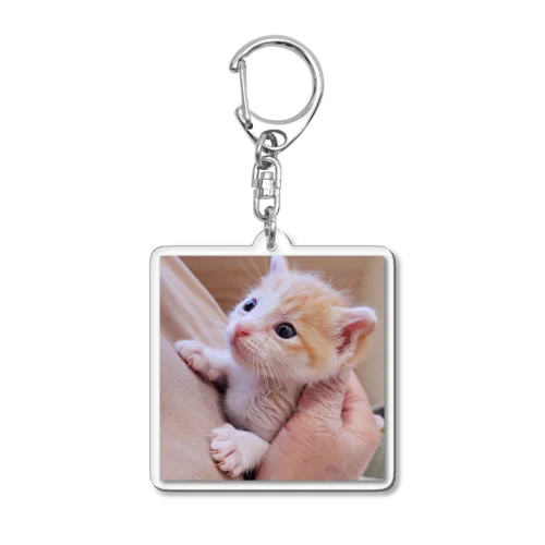新登場！シナモンロール兄妹「ロールちゃん」のアクリルキーホルダー🐱 Acrylic Key Chain