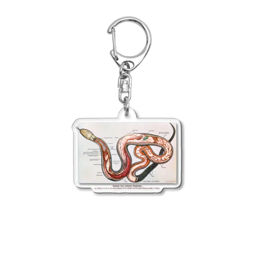 ヘビの解剖 Acrylic Key Chain