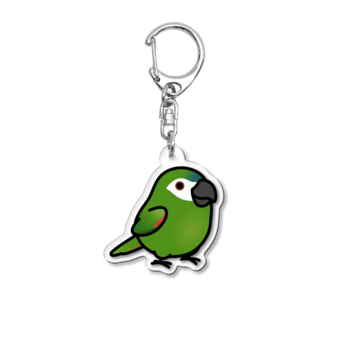 Chubby Bird コミドリコンゴウインコ Acrylic Key Chain