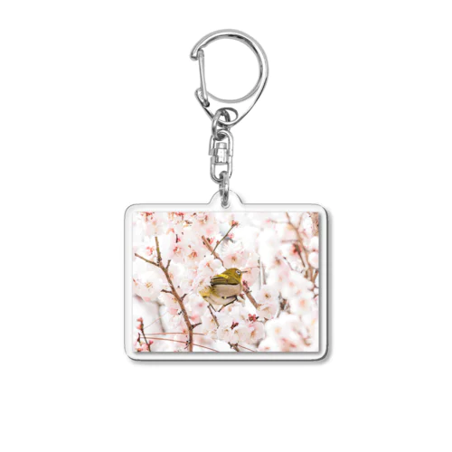 サクジロー(桜とメジロ) Acrylic Key Chain