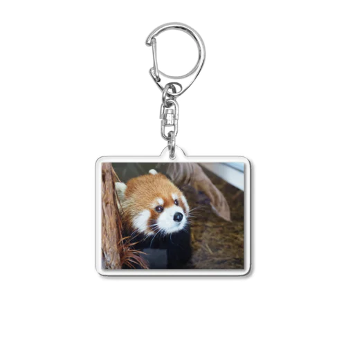 レッサーパンダ Acrylic Key Chain