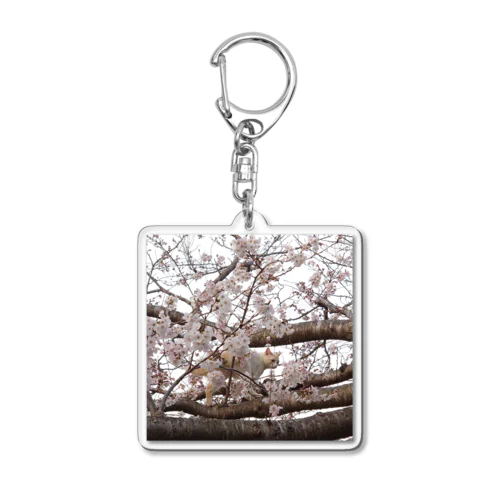 桜と猫 Acrylic Key Chain