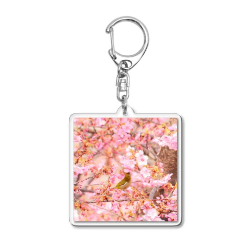 めじろとさくら（その２） Acrylic Key Chain