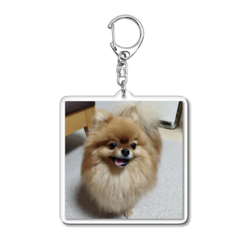 ポメラニアンのここちゃん Acrylic Key Chain