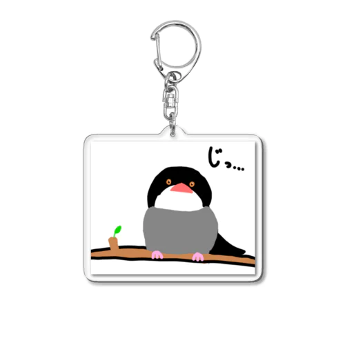 じっと見つめる文鳥 Acrylic Key Chain