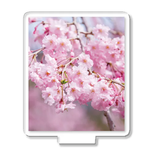 癒しの風景（八重桜） Acrylic Stand