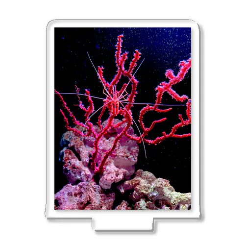 エビと珊瑚 Acrylic Stand