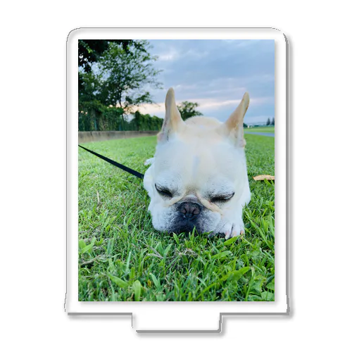 Biz the Frenchbulldog Acrylic Stand