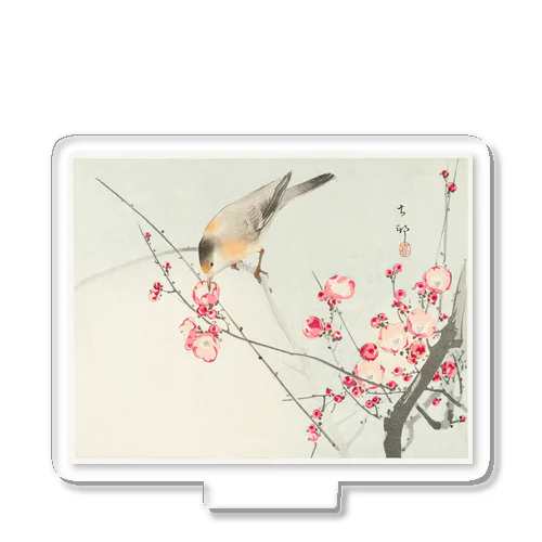 小原古邨　梅に鶯　Ohara Koson / Songbird on blossom branch アクリルスタンド