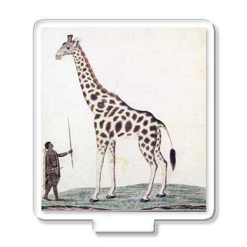 キリン（Giraffa Camelopardalis）、ロバート・ジェイコブ・ゴードン、1779年 アクリルスタンド