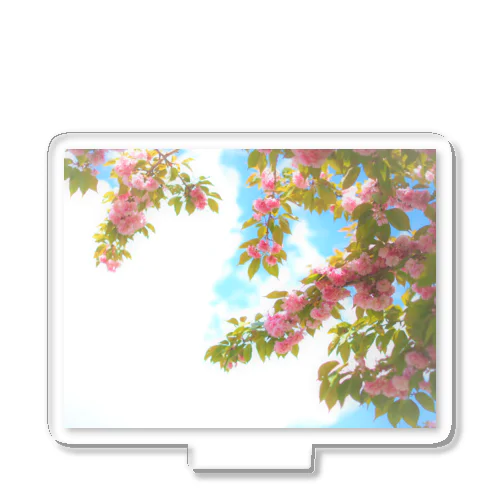 お散歩シリーズ　Vol.5　八重桜 Acrylic Stand