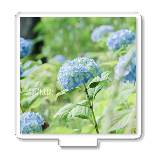 hydrangeas Acrylic Stand