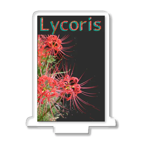 リコリス　彼岸花　LYCORIS アクリルスタンド