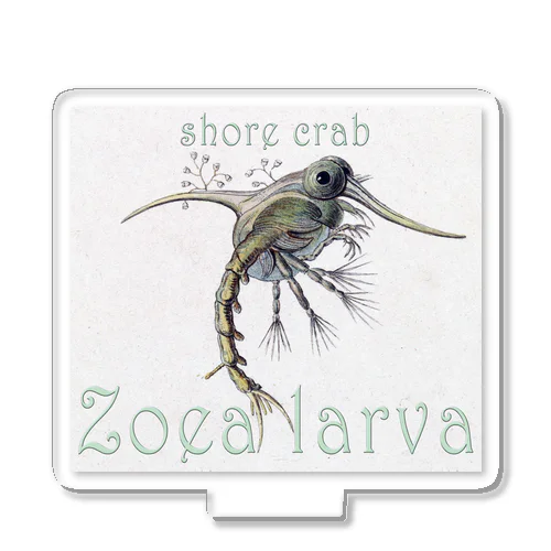 shore crab-Zoea larva「イソガニの幼生」 アクリルスタンド