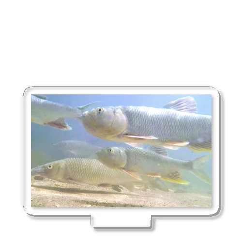 琵琶湖の魚たち~ハスとニゴイ Acrylic Stand