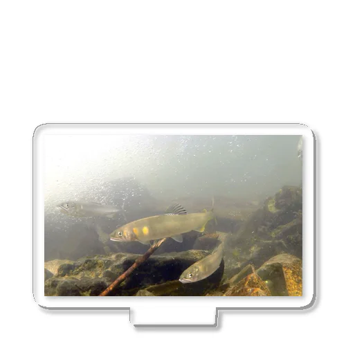 琵琶湖の魚~アユ Acrylic Stand