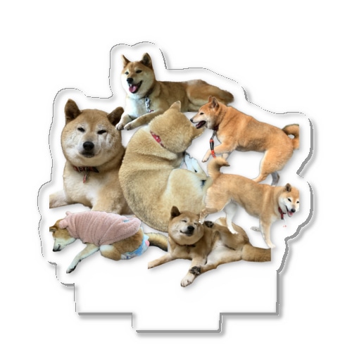 まんまる柴犬 Acrylic Stand