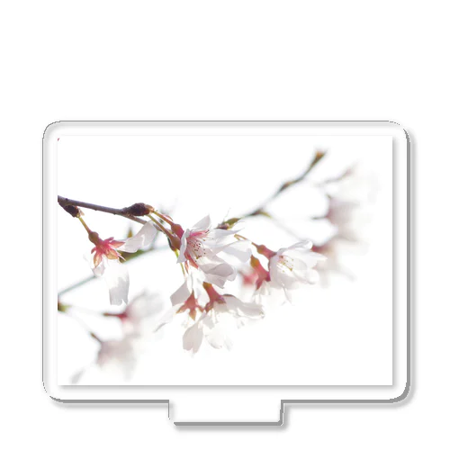 春の訪れを告げる美しい桜の花びら Acrylic Stand