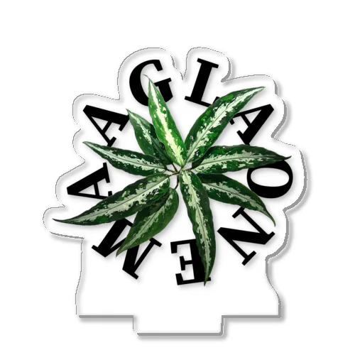 【サークルロゴ】AGLAONEMA TRICOLOR（アグラオネマトリカラー）BLACK Acrylic Stand