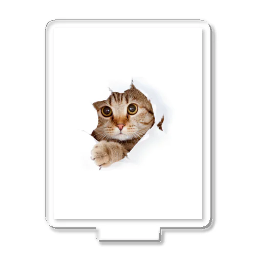 White Free Cute Funny Cat T-shirt Acrylic Stand