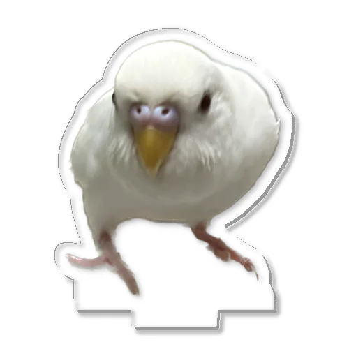 アルビノセキセイインコハクちゃん アクリルスタンド