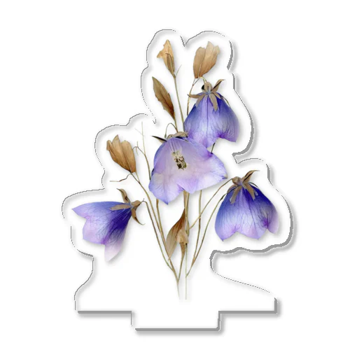 キキョウ Chinese bellflower アクリルスタンド