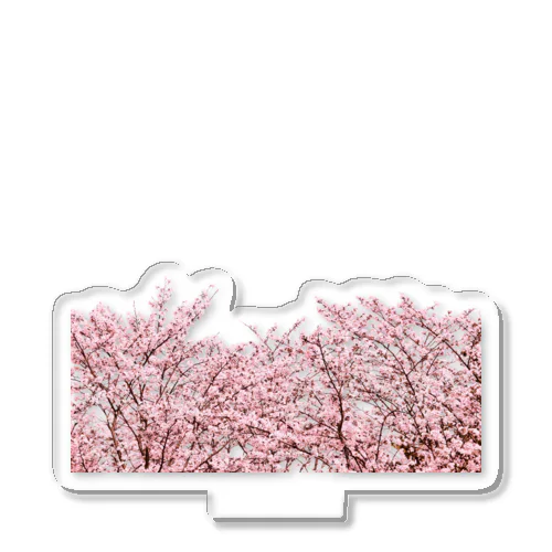 春と桜 Acrylic Stand