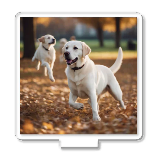公園で他の犬と遊んでいるラブラドール・レトリーバー 白 犬 ワンちゃん 可愛い ペット 癒やし アクリルスタンド